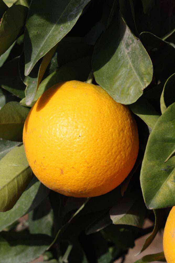              Fruit (Riverside, CA)       